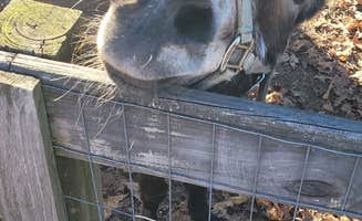 Getinline D.'s photo of camping with pets at WNC Kampers Lodge Of America near Garner, NC