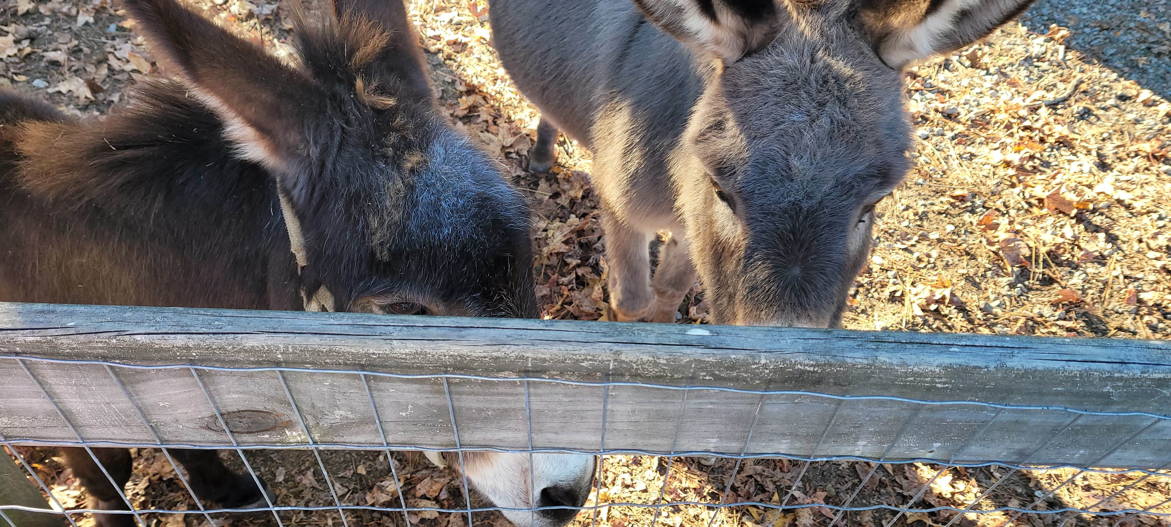 Camper-submitted photo at WNC Kampers Lodge Of America near Wake Forest, NC