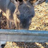 Review photo of WNC Kampers Lodge Of America by Getinline D., January 16, 2022