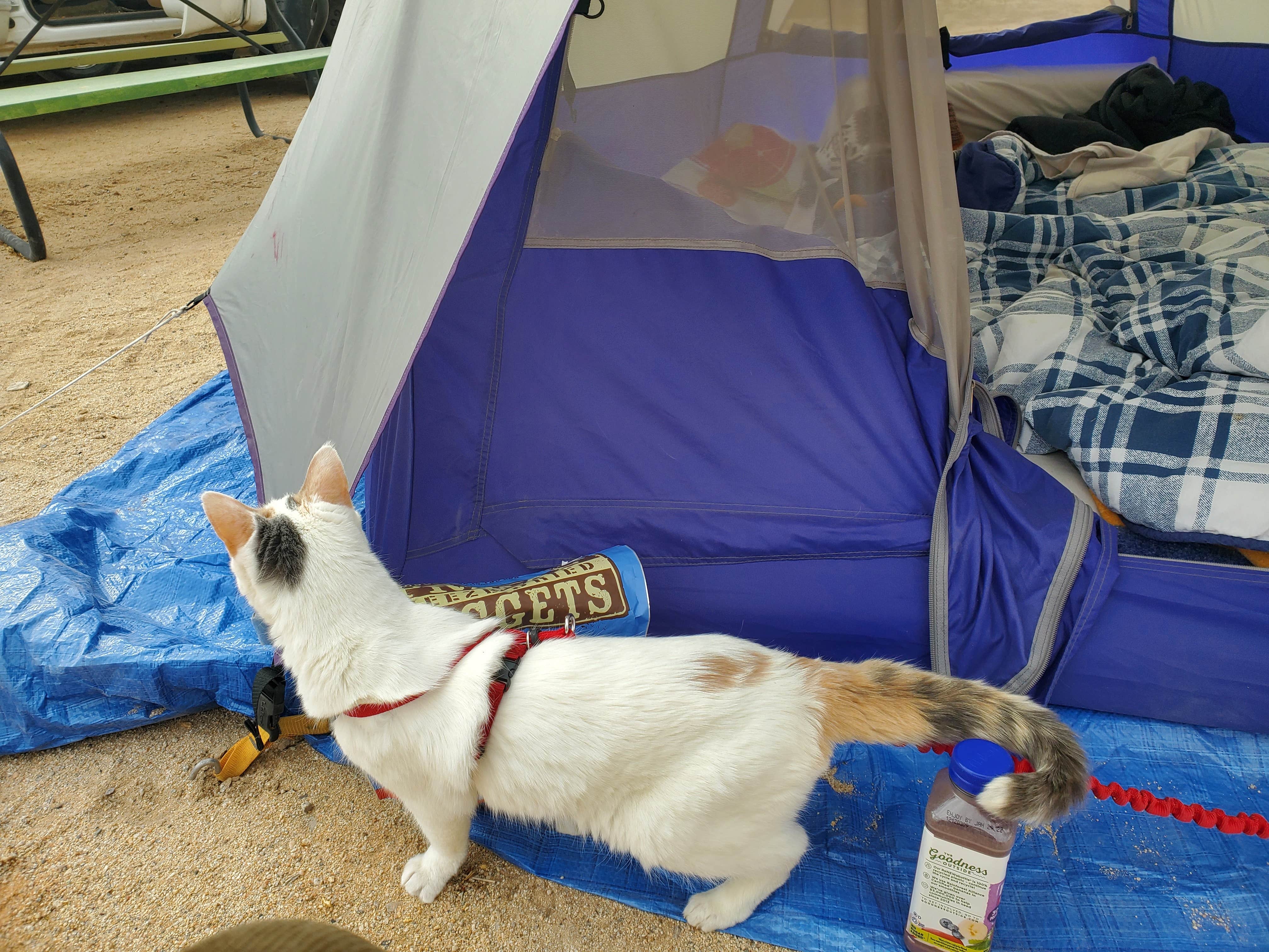 Michelle M.'s photo of camping with pets at Joshua Tree Lake RV & Campground near Landers, CA