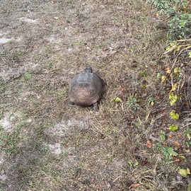 gopher tortoise… be careful driving