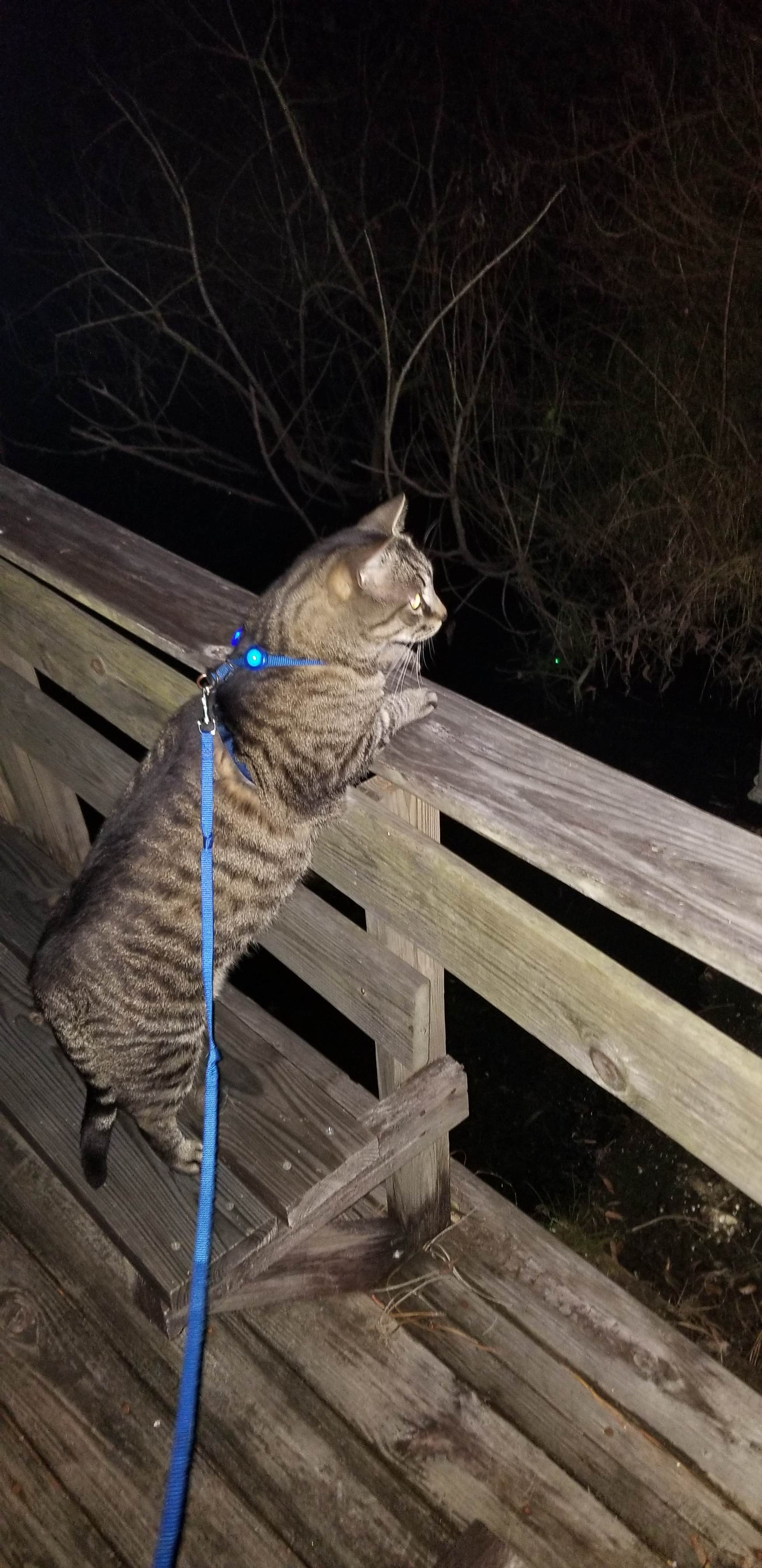 Mandy's photo of camping with pets at Sun Lake RV Resort near Lithia, FL