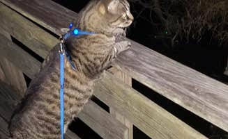 Mandy's photo of camping with pets at Sun Lake RV Resort near Dover, FL