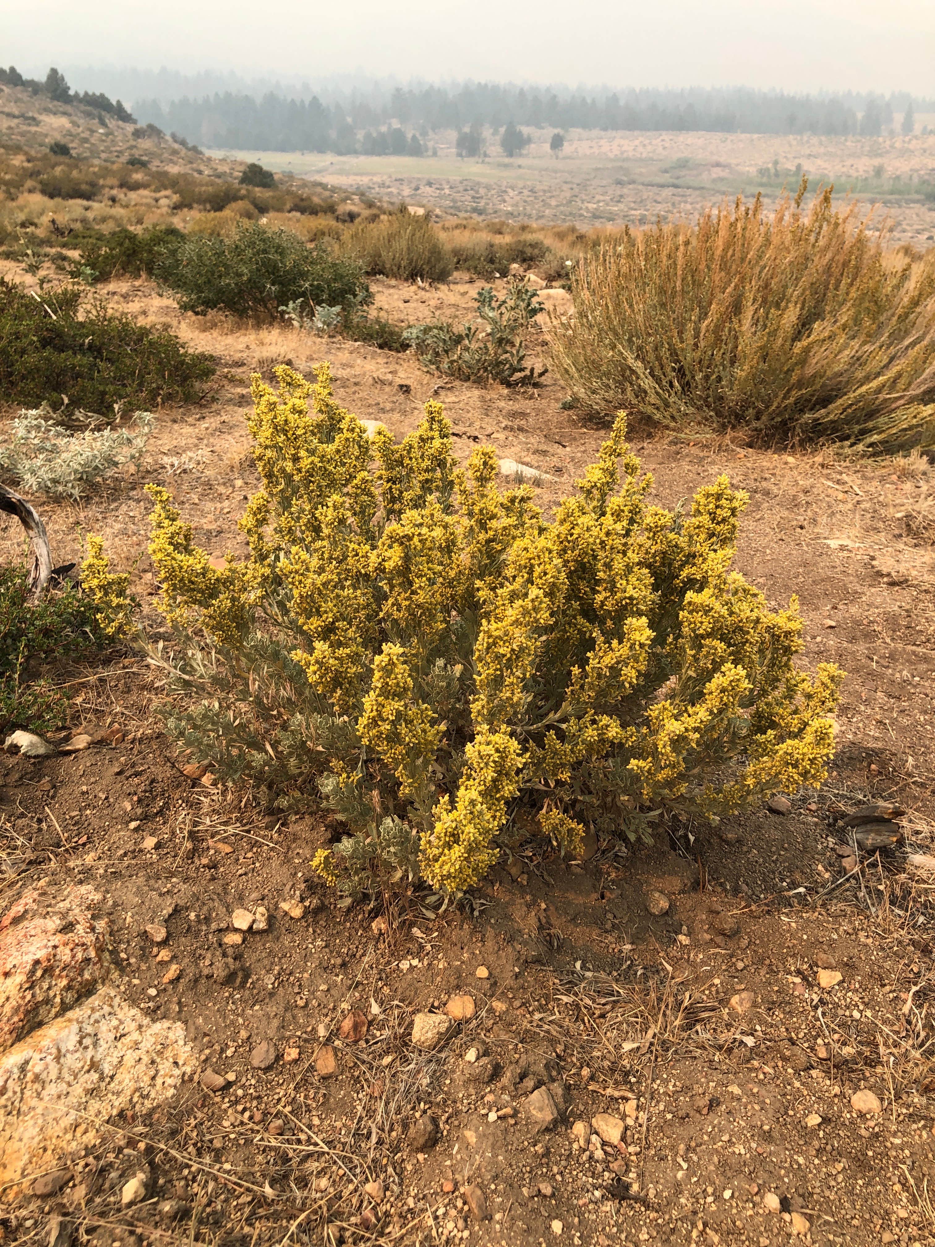Camper-submitted photo at Horseshoe Meadow Campground near Independence, CA