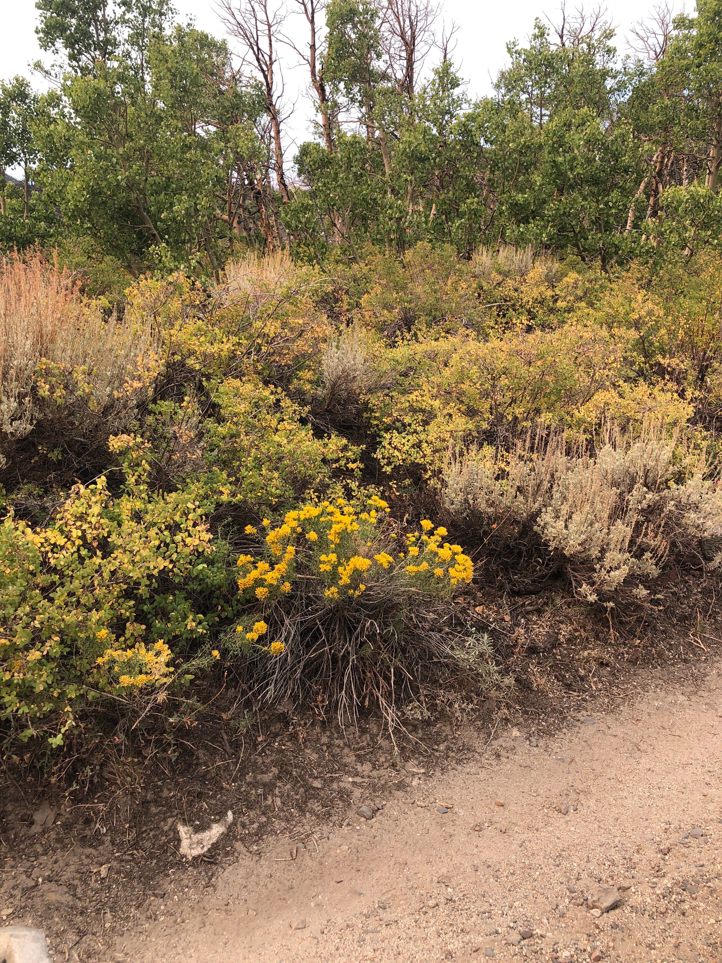 Camper-submitted photo at Horseshoe Meadow Campground near Independence, CA
