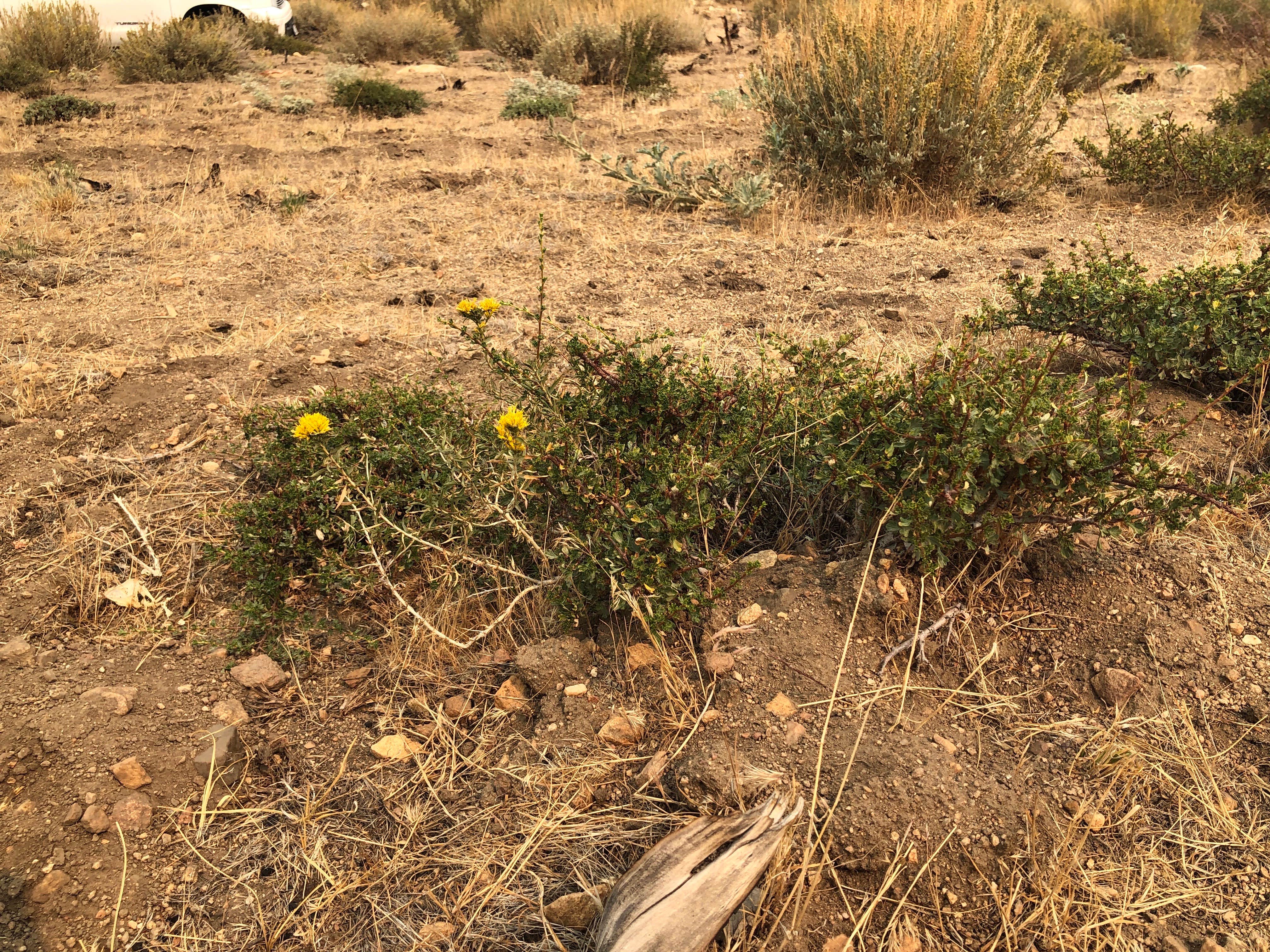 Camper-submitted photo at Horseshoe Meadow Campground near Independence, CA