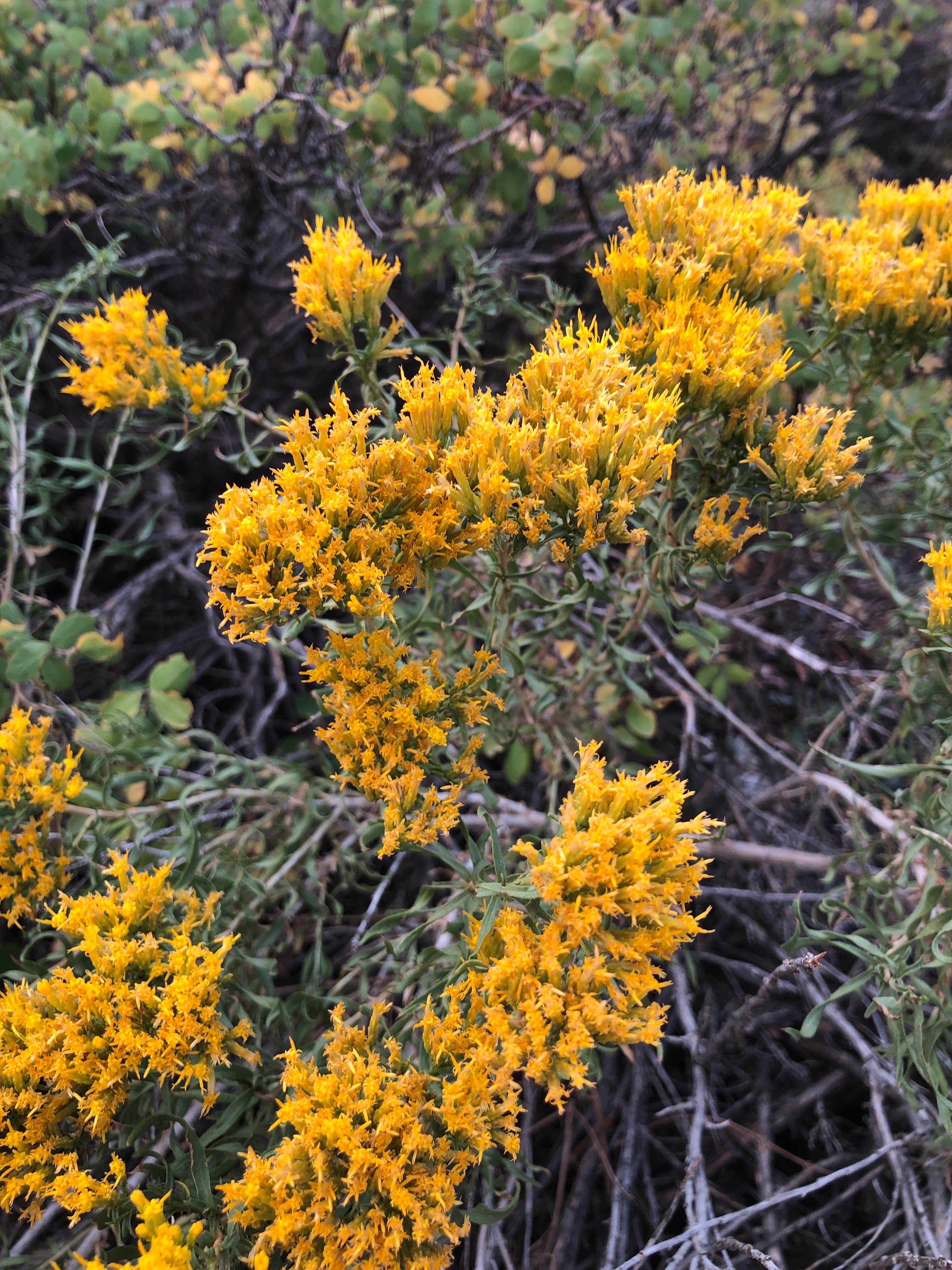 Camper-submitted photo at Horseshoe Meadow Campground near Independence, CA