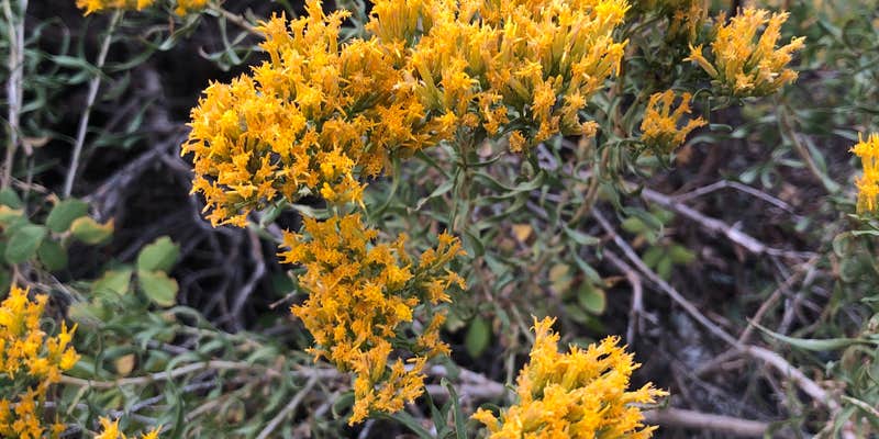 Camper submitted image from Horseshoe Meadow Campground