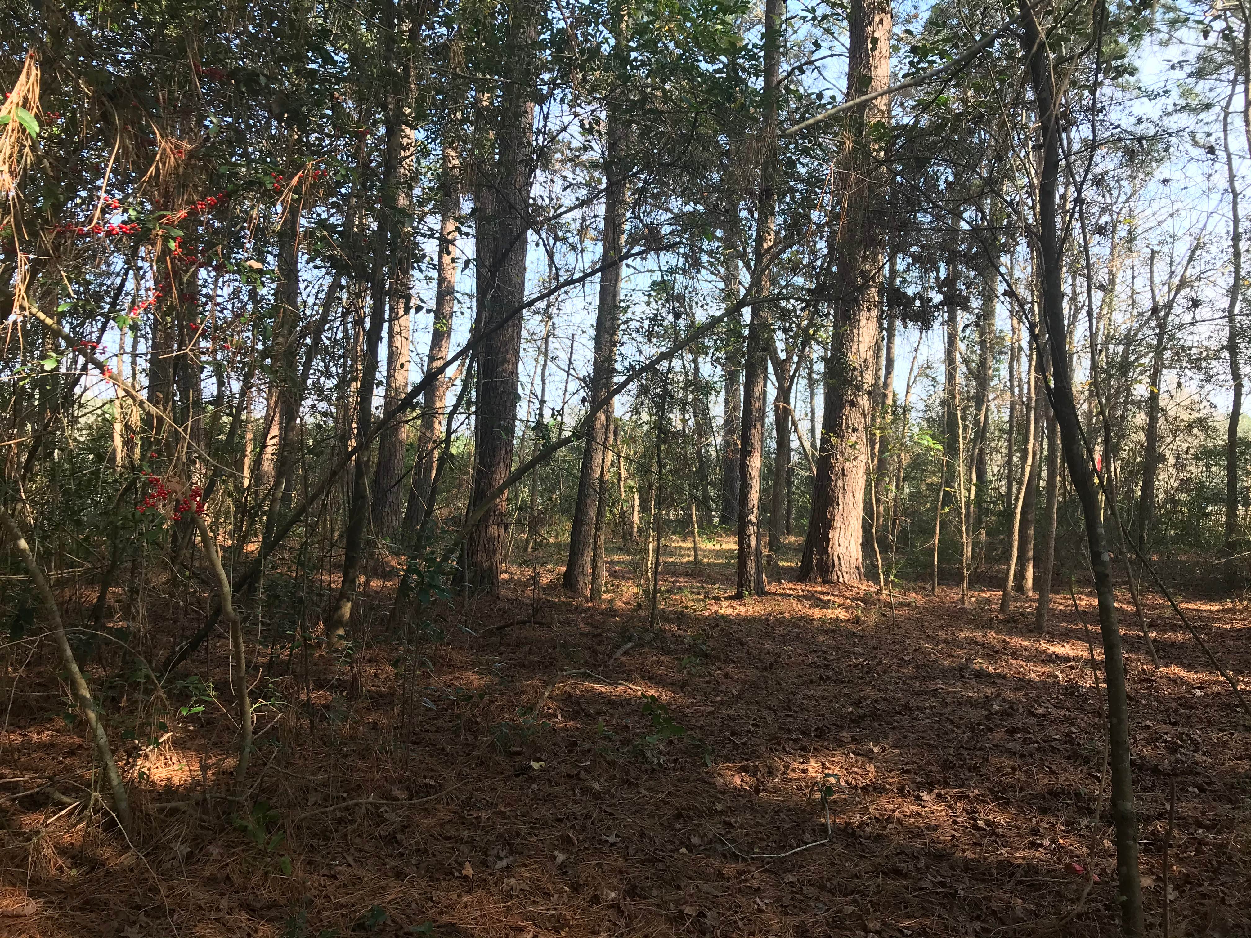 Camper-submitted photo at Hoot Owl Campground near Lufkin, TX