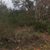 Review photo of Ronald W. Caspers Wilderness Park by Daniel A., December 28, 2021