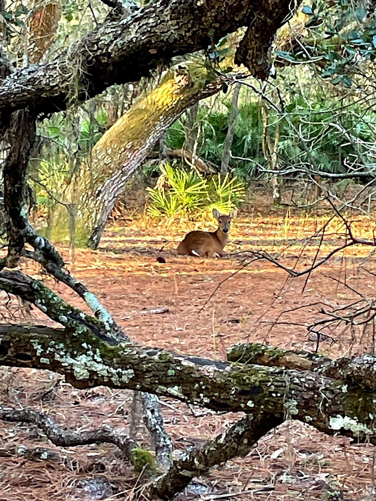 Kathie E.'s photo of camping with pets at Lake Kissimmee State Park Campground near St. Cloud, FL