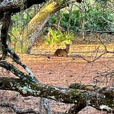 Review photo of Lake Kissimmee State Park Campground by Kathie E., January 18, 2022