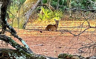 Kathie E.'s photo of camping with pets at Lake Kissimmee State Park Campground near Melbourne, FL