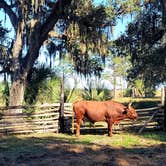 Review photo of Lake Kissimmee State Park Campground by Kathie E., January 18, 2022