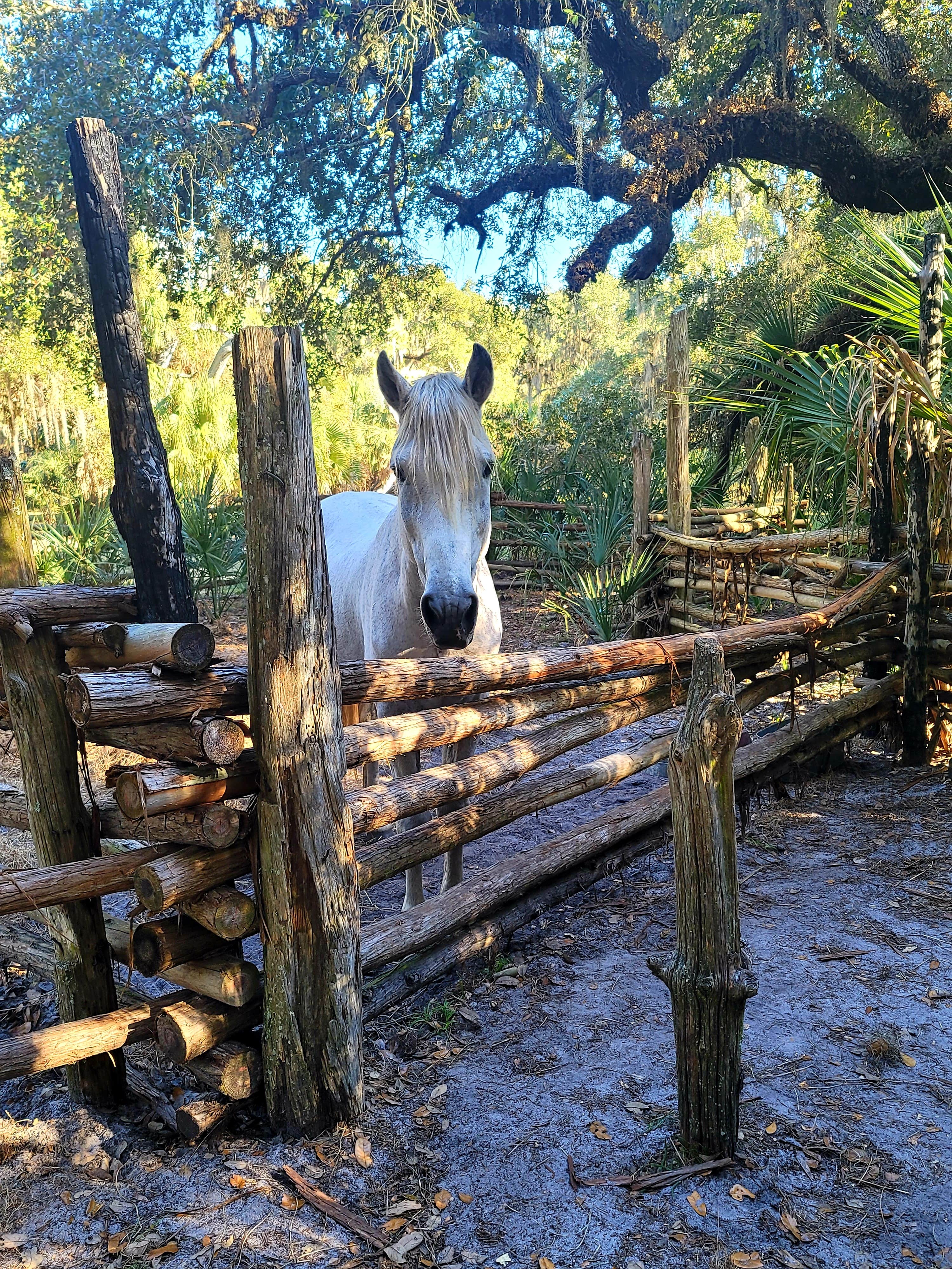 Kathie E.'s photo of camping with a horse at Lake Kissimmee State Park Campground near Merritt Island, FL