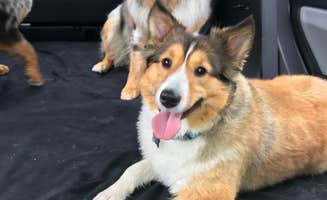 Crystal H.'s photo of camping with pets at Fort Drum Recreation Area near Alexandria Bay, NY