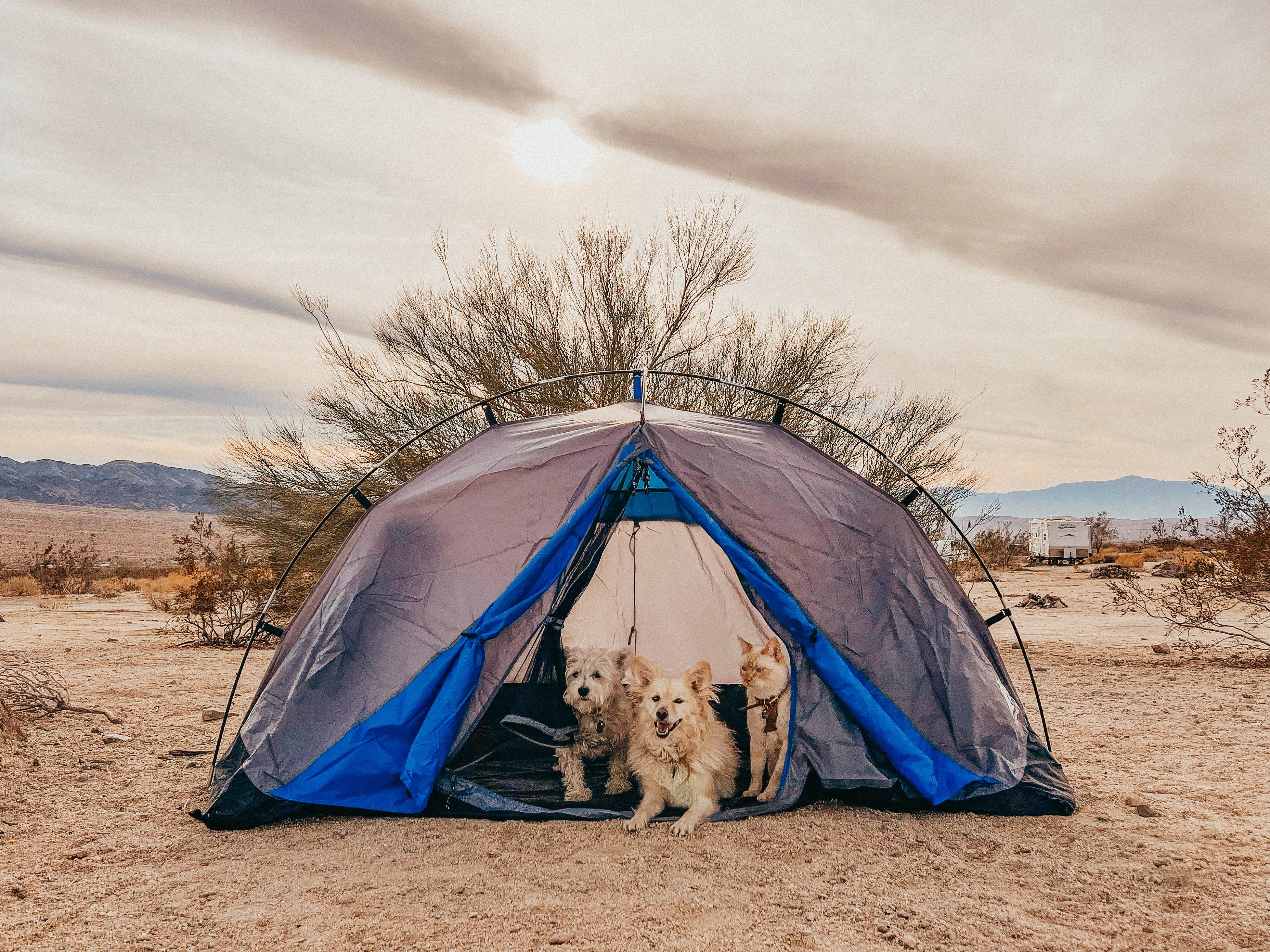 Heather L.'s photo at Joshua Tree South - BLM Dispersed near Joshua Tree National Park