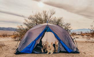 Heather L.'s photo at Joshua Tree South - BLM Dispersed near Joshua Tree National Park