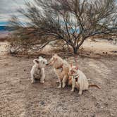 Review photo of Joshua Tree South - BLM Dispersed by Heather L., January 18, 2022