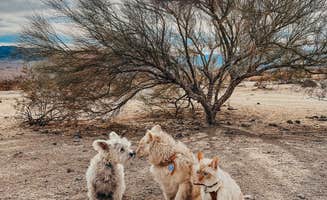 Heather L.'s photo of camping with pets at Joshua Tree South - BLM Dispersed near Joshua Tree National Park