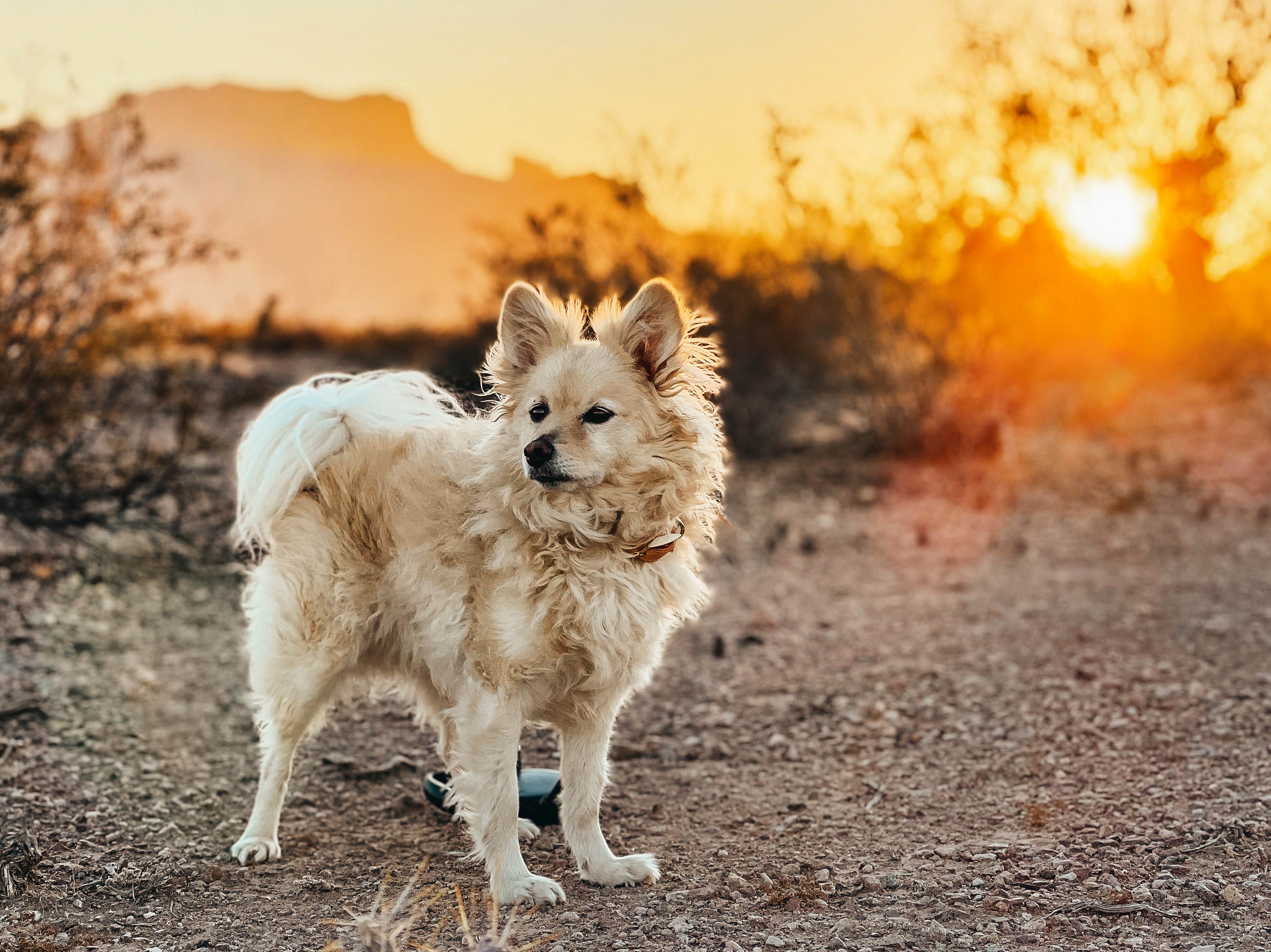 Heather L.'s photo of camping with pets at Quartzite - La Paz Valley near Wenden, AZ
