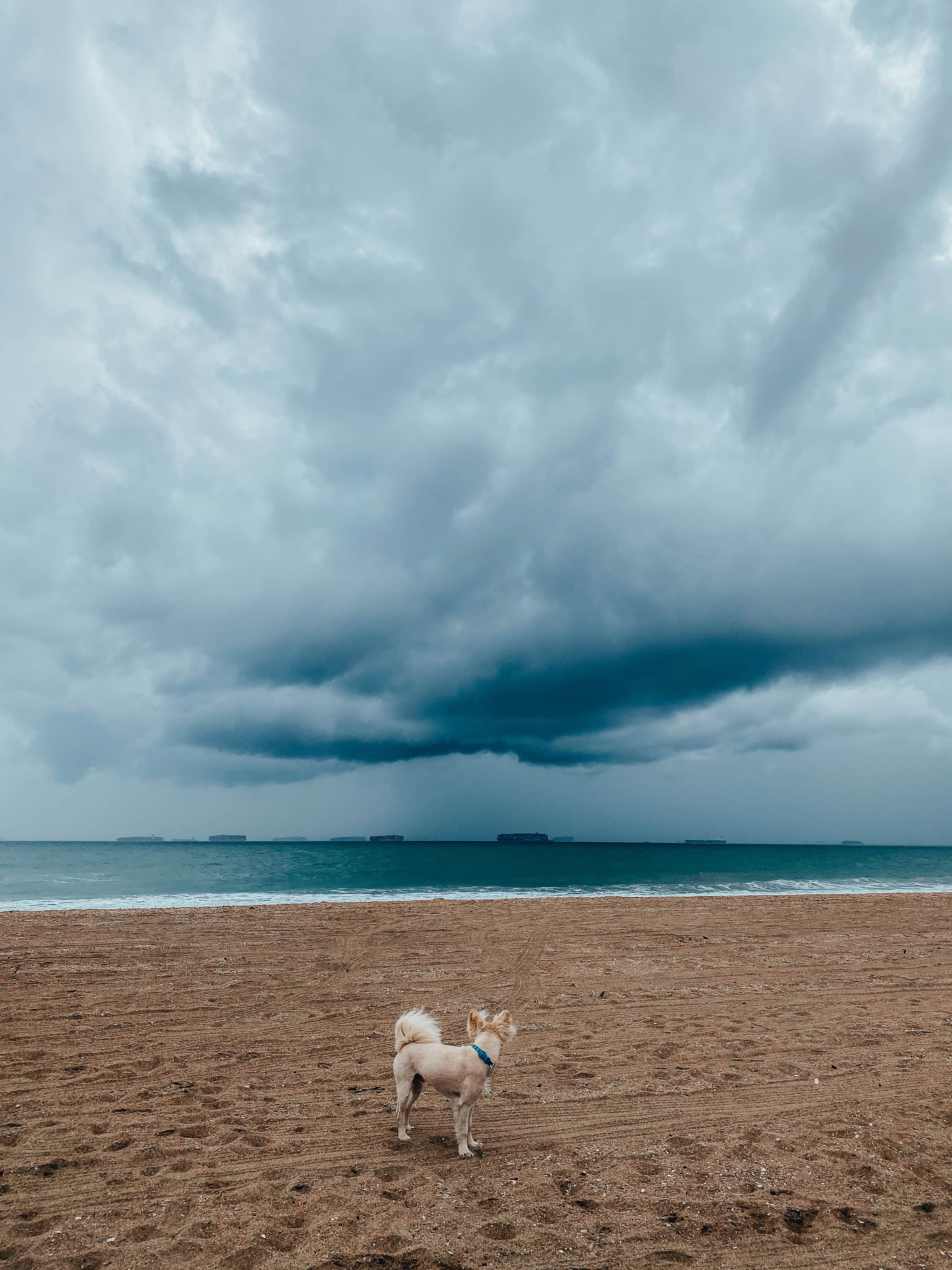 Heather L.'s photo of camping with pets at Bolsa Chica State Beach Campground near South Gate, CA