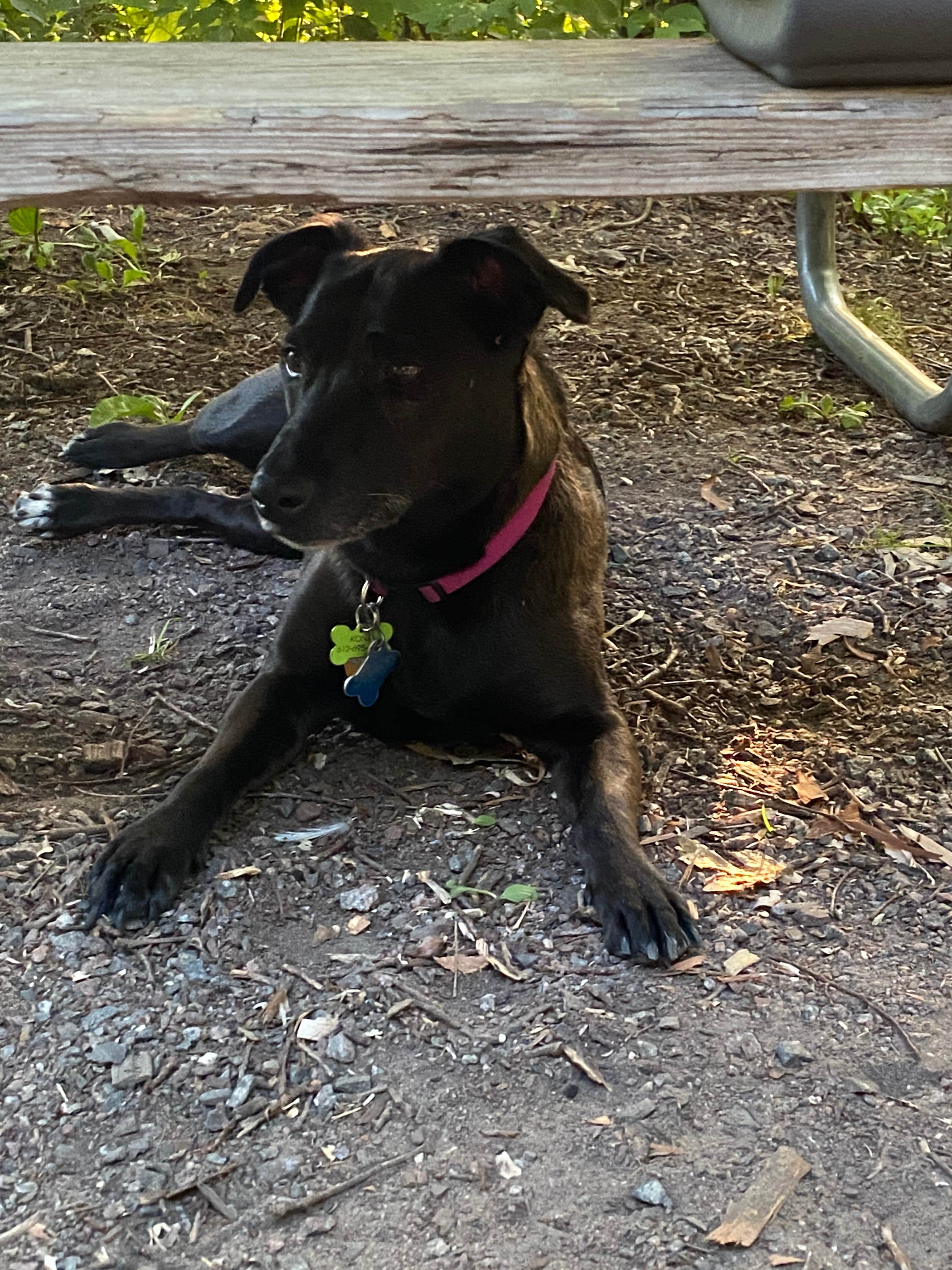 Krissy G.'s photo of camping with pets at Lake Maria State Park Campground near Rockford, MN