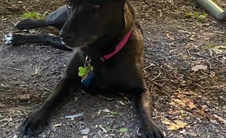 Krissy G.'s photo of camping with pets at Lake Maria State Park Campground near Annandale, MN