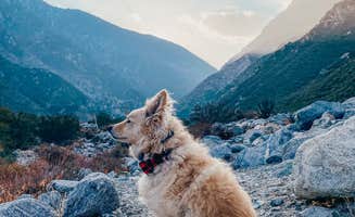 Heather L.'s photo of camping with pets at Bonita Ranch Campground near Blue Jay, CA