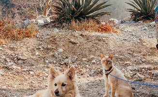 Heather L.'s photo of camping with pets at Bonita Ranch Campground near Blue Jay, CA
