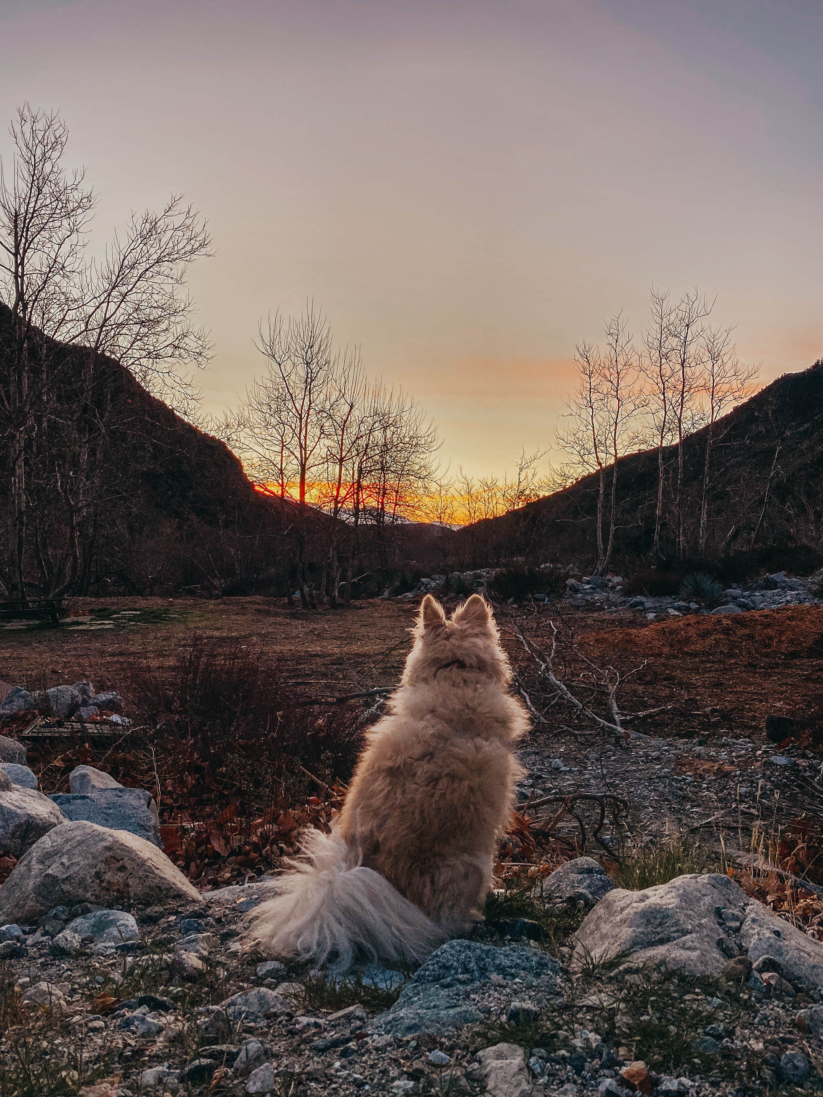 Heather L.'s photo of camping with pets at Bonita Ranch Campground near Chino, CA
