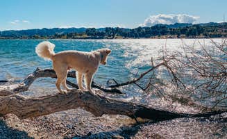Heather L.'s photo of camping with pets at Castaic Lake State Recreation Area near Angeles National Forest