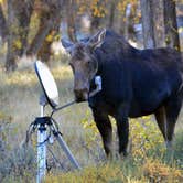 Review photo of Gros Ventre Campground — Grand Teton National Park by Deanna C., July 9, 2018
