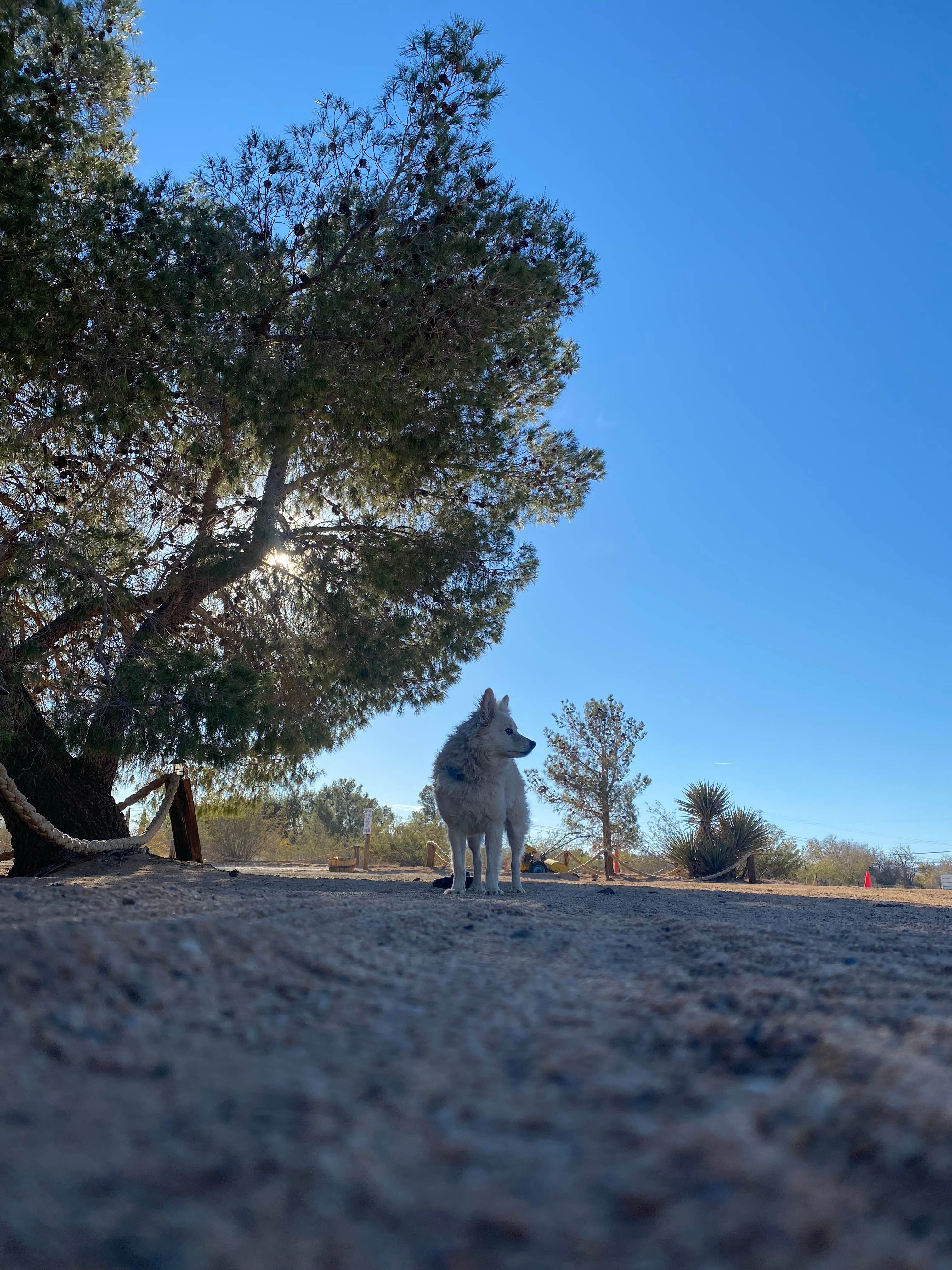 Heather L.'s photo of camping with pets at BLM Barstow - Dispersed Camp Area near Randsburg, CA