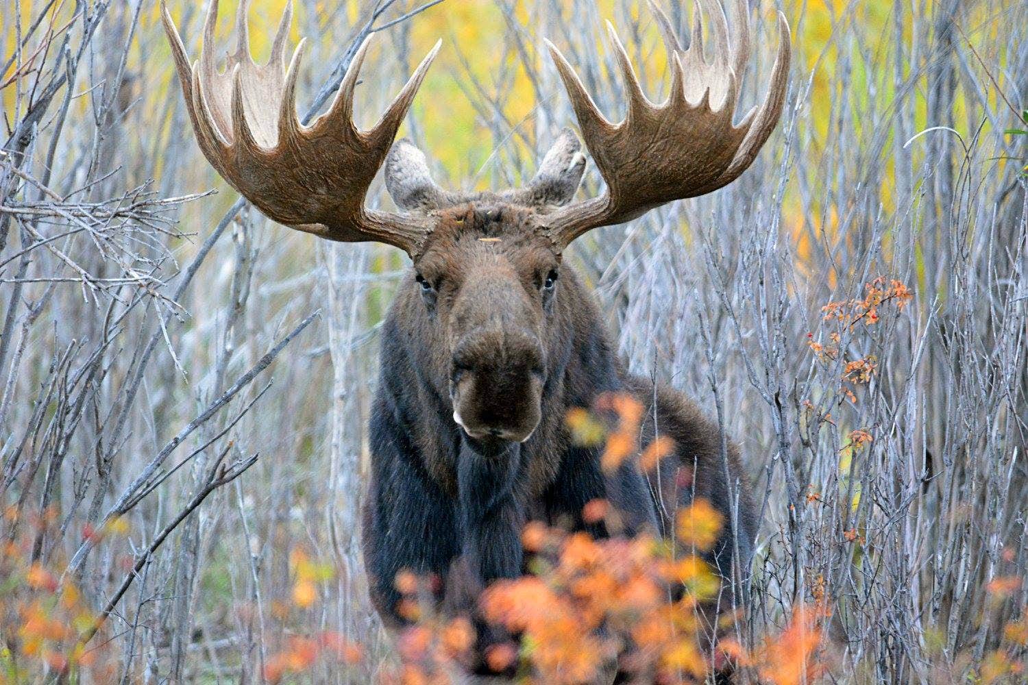 gros ventre grand teton national park, wyoming