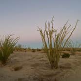 Review photo of Blair Valley Primitive Campground — Anza-Borrego Desert State Park by Heather L., January 18, 2022