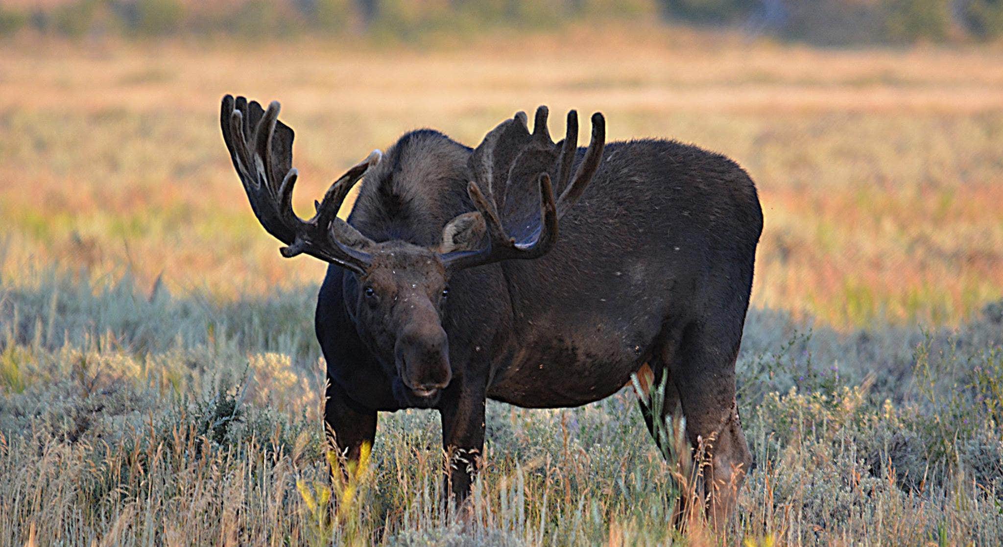 Moose Standing and Eating in Grand Teton National Park