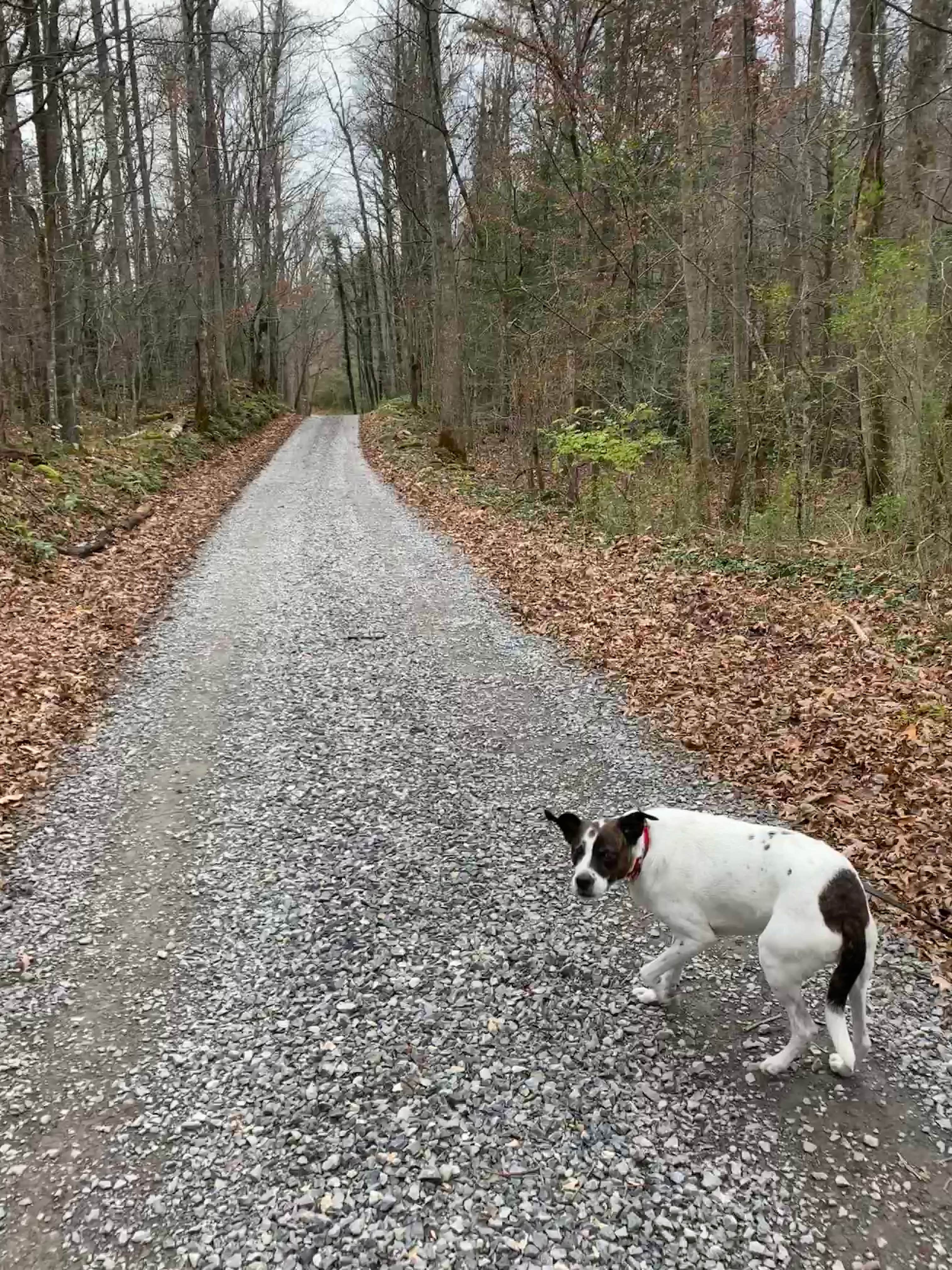 Tina's photo of camping with pets at Gatlinburg East / Smoky Mountain KOA near Hartford, TN