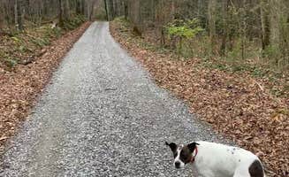Tina's photo of camping with pets at Gatlinburg East / Smoky Mountain KOA near Cosby, TN