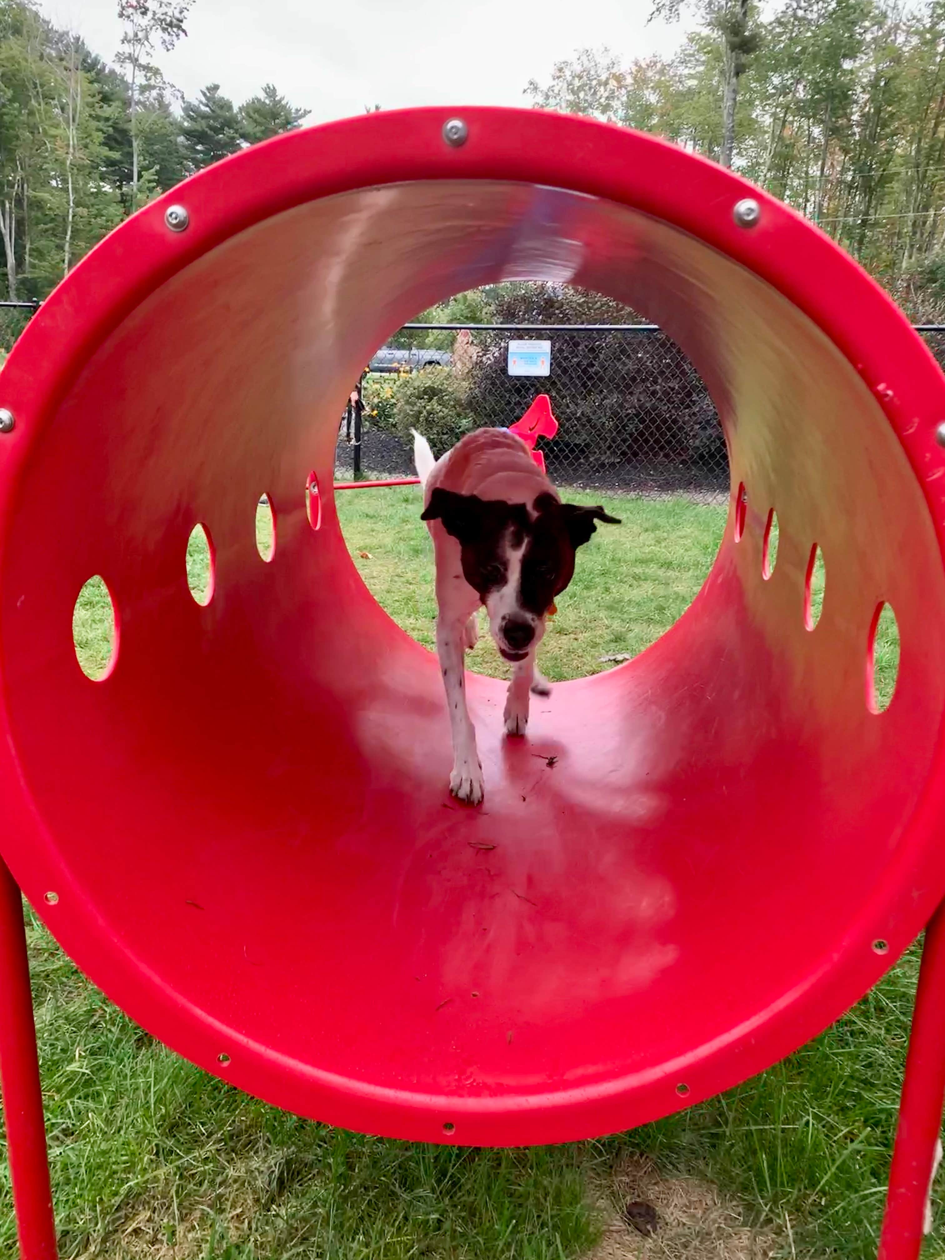 Tina's photo of camping with pets at Sun Outdoors Old Orchard Beach Downtown near Kennebunkport, ME