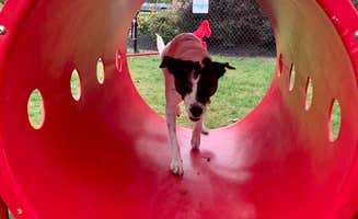 Tina's photo of camping with pets at Sun Outdoors Old Orchard Beach Downtown near Ogunquit, ME