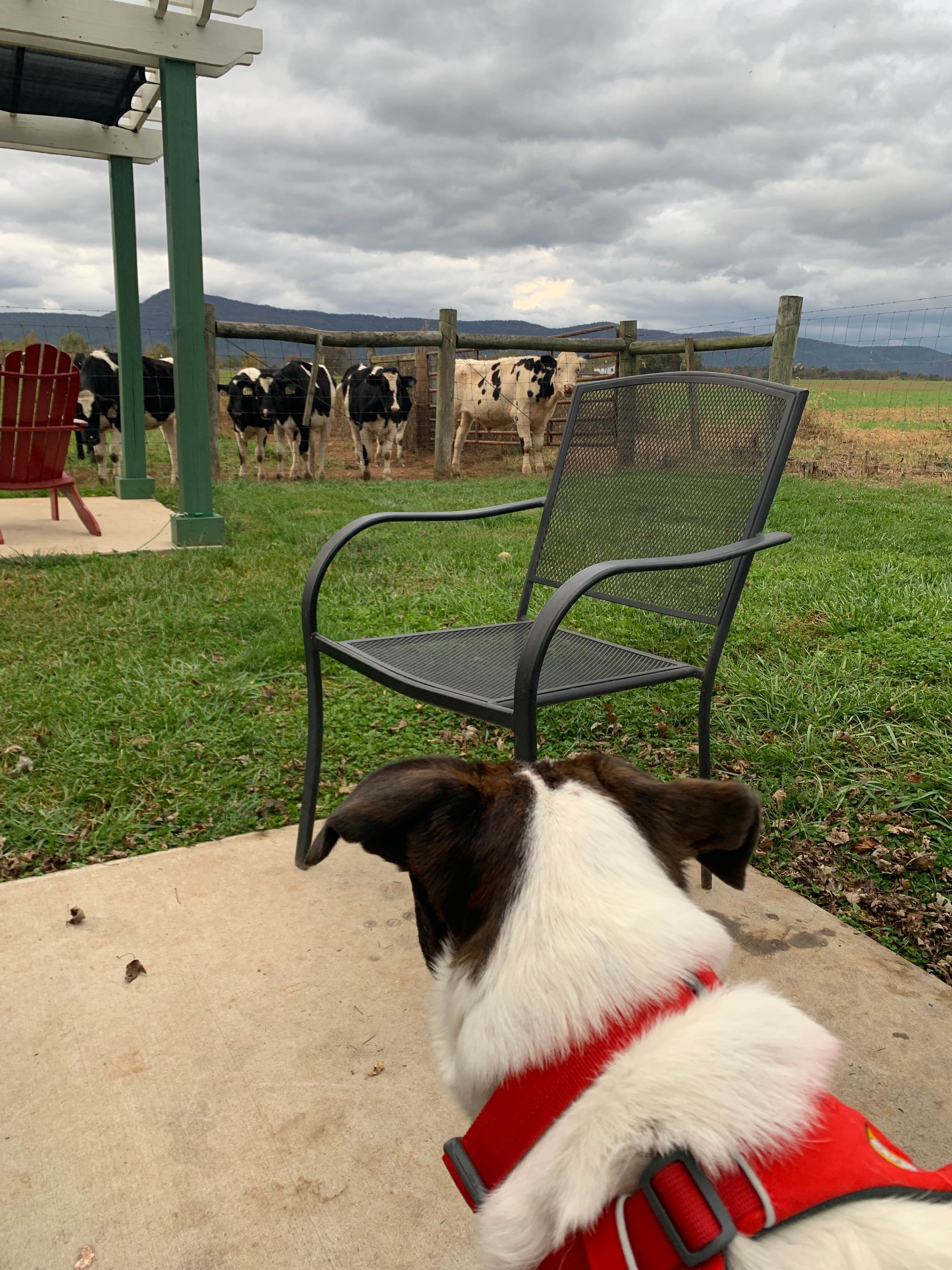 Camper-submitted photo at KOA Luray RV Resort near Rippon, WV