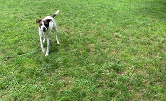 Tina's photo of camping with pets at Arrowhead Marina & RV Park near Saratoga Springs, NY