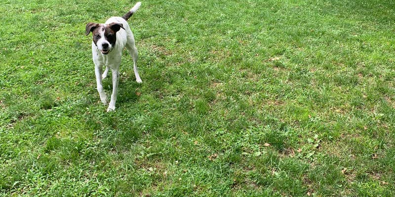 Camper submitted image from Arrowhead Marina & RV Park