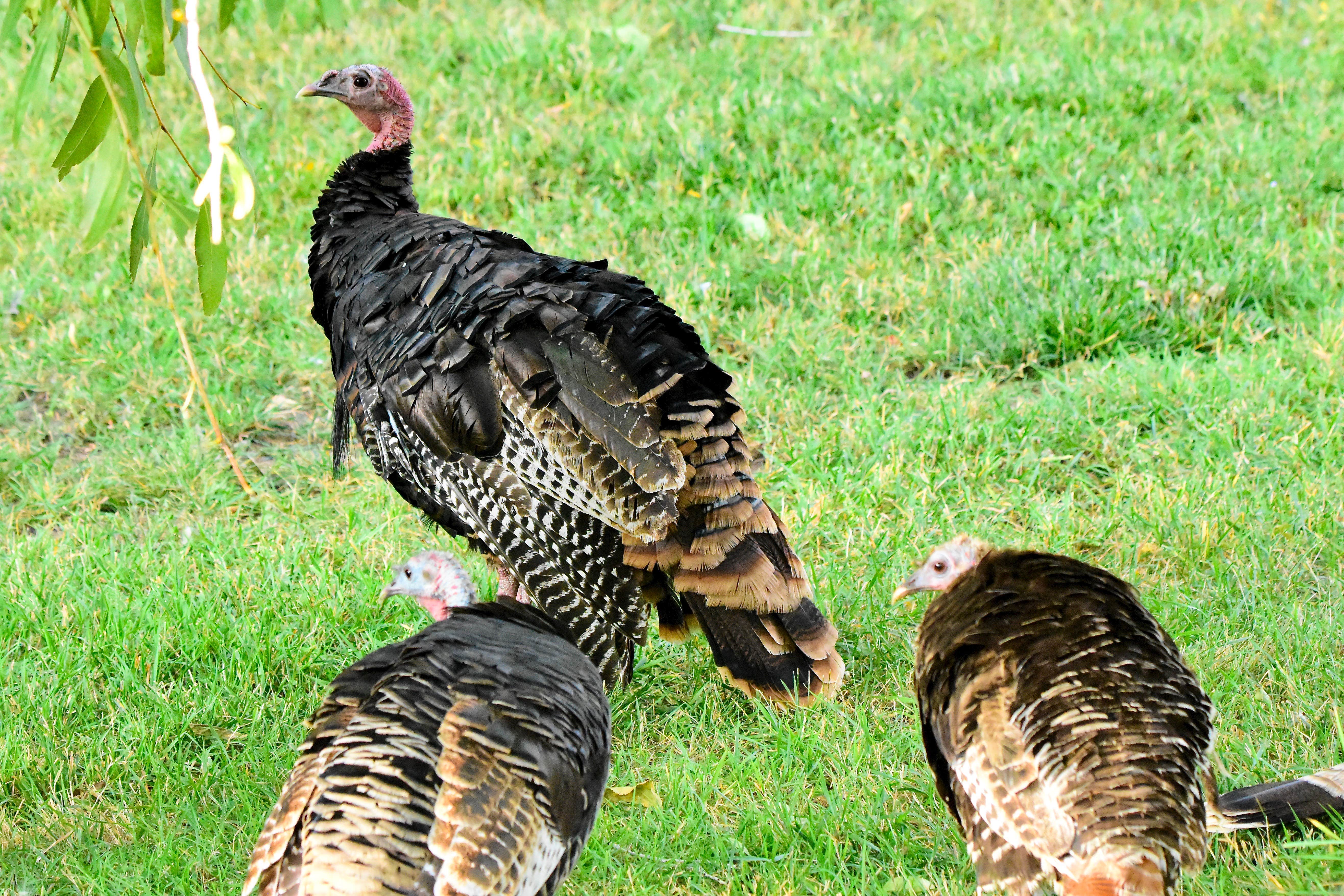 Camper-submitted photo at River Camp RV Park near Meeker, CO