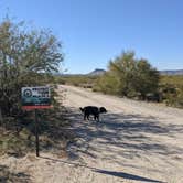 Review photo of BLM Sonoran Desert National Monument - Road #8011 Overlander Dispersed camping by Greg L., January 20, 2022