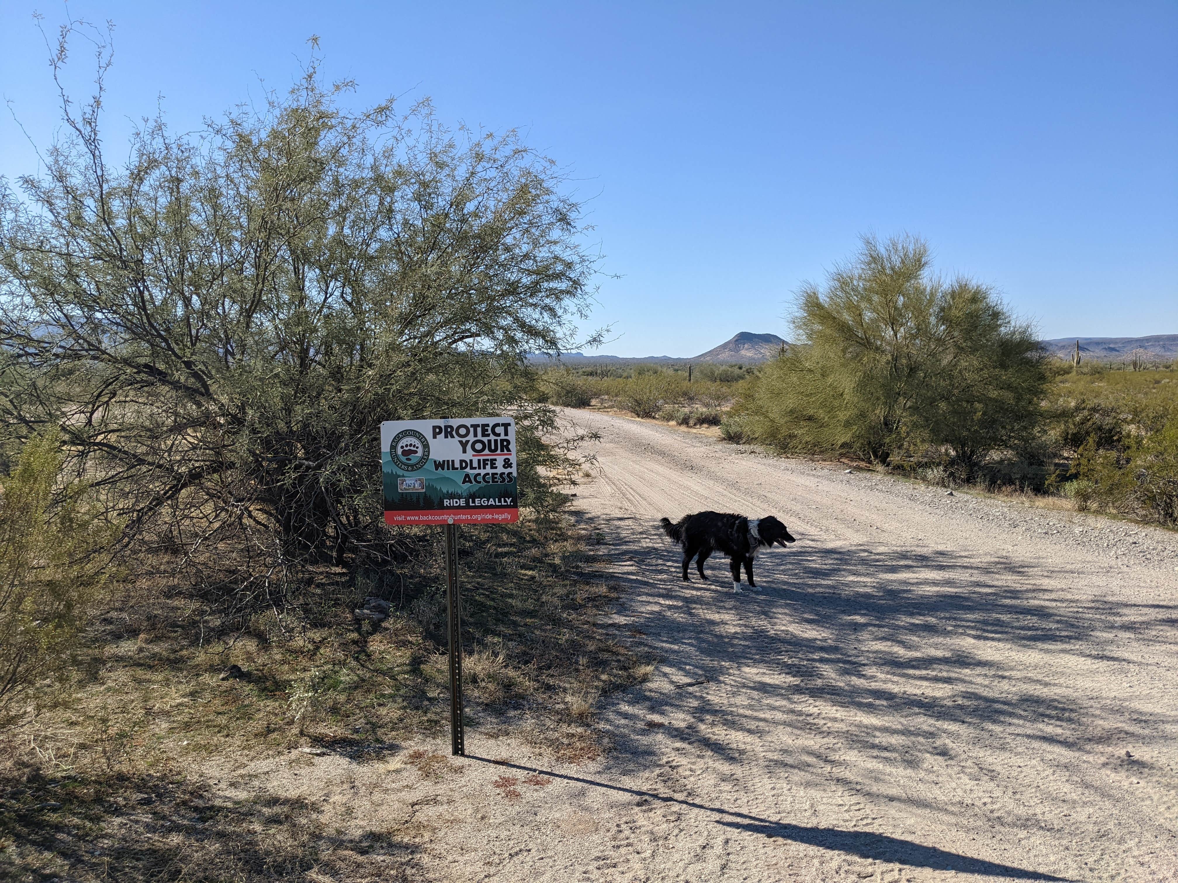 Camper submitted image from BLM Sonoran Desert National Monument - Road #8011 Overlander Dispersed camping - 5