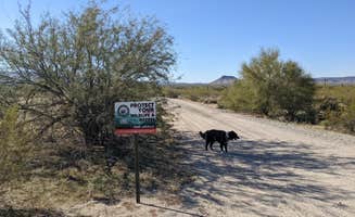 Greg L.'s photo of camping with pets at BLM Sonoran Desert National Monument - Road #8011 Overlander Dispersed camping near Ajo, AZ