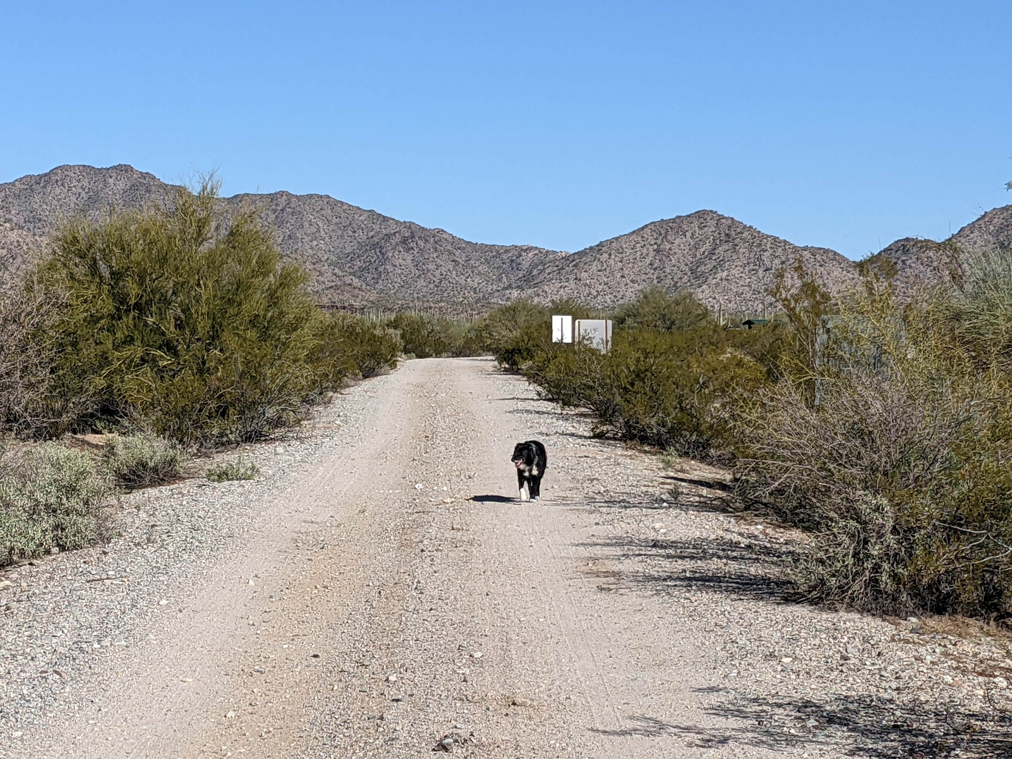 Camper submitted image from BLM Sonoran Desert National Monument - Road #8011 Overlander Dispersed camping - 5