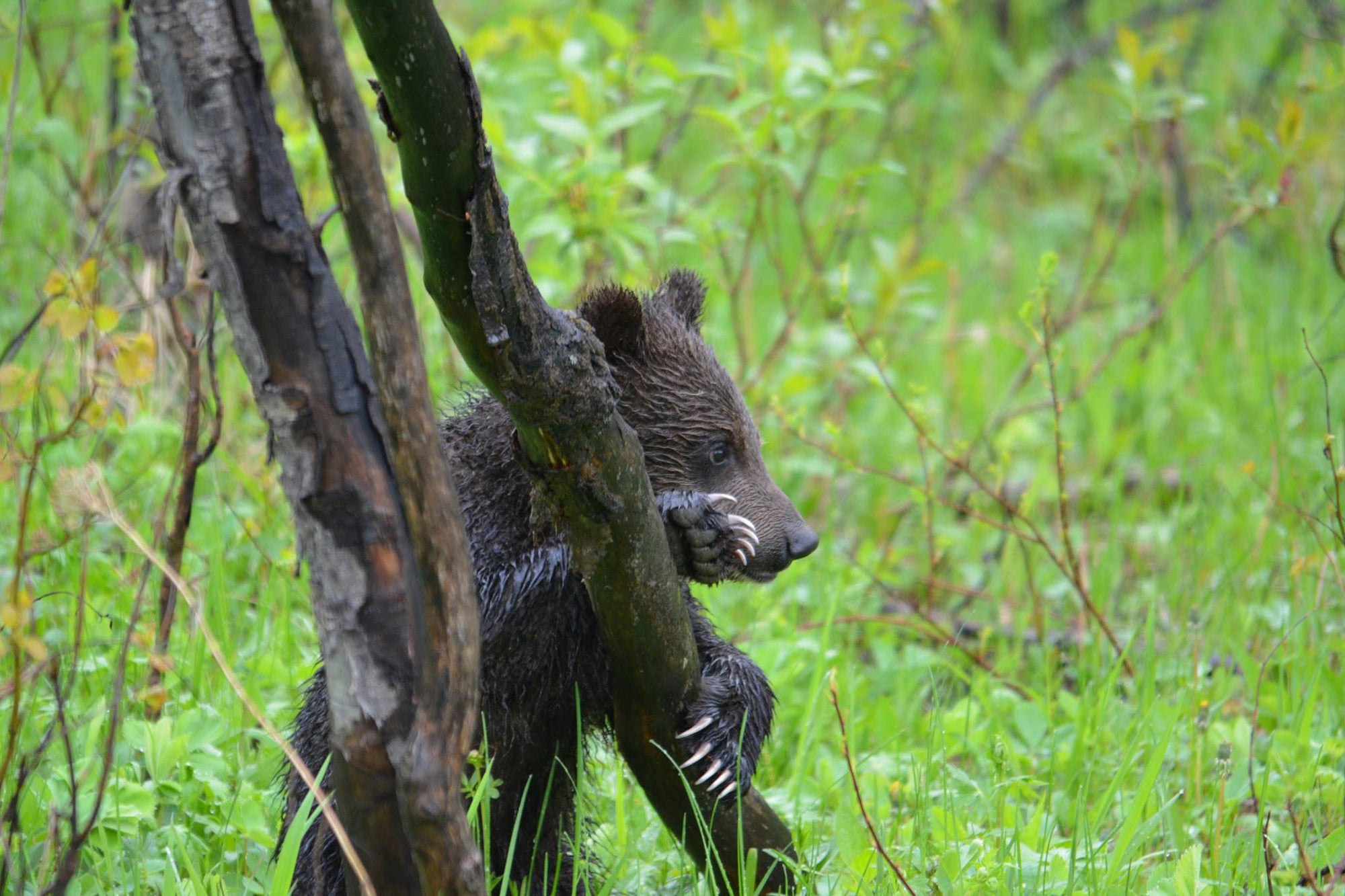 bear cub in grand teton national park